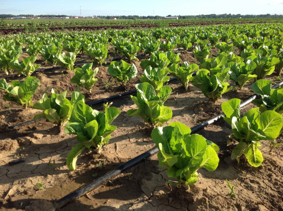 Неисправности системы капельного орошения: как их предупредить Неисправности системы капельного орошения: как их предупредить