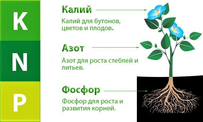 Особенности подачи питательных веществ в зависимости от типа почвы