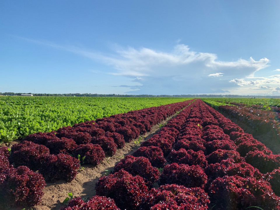 Технология внесения СЗР одновременно с капельным поливом Технология внесения СЗР одновременно с капельным поливом