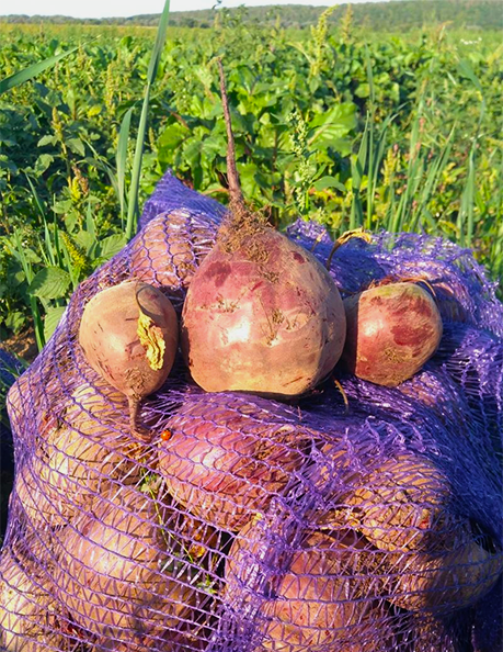 Технология упаковки свеклы в сетку