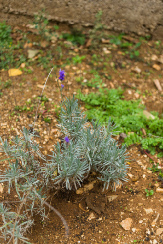 image (3).png image (3).png