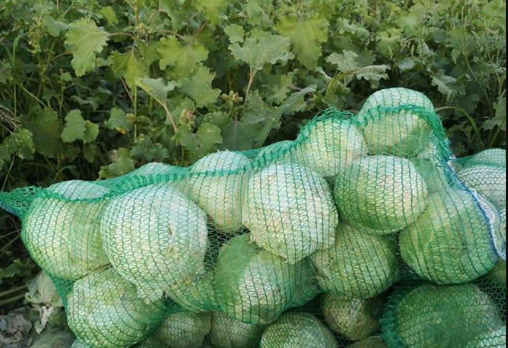 хранение белокочанной капусты хранение белокочанной капусты