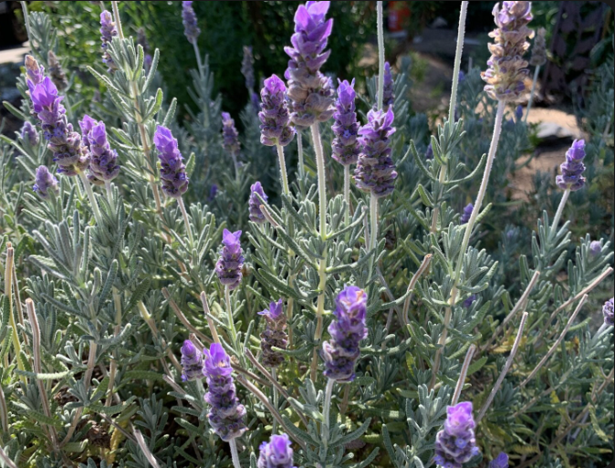 image (1).png image (1).png