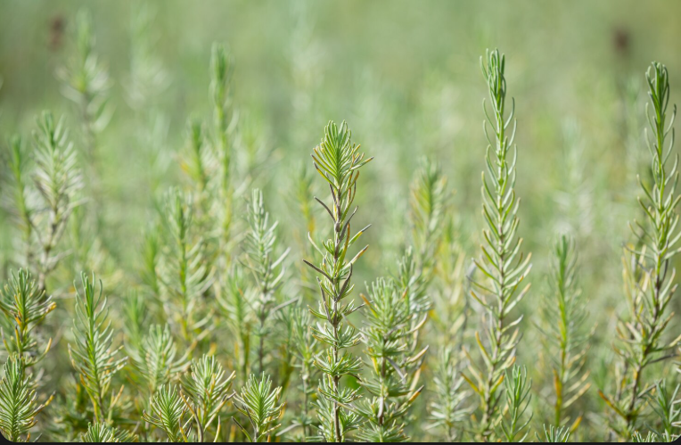 image (2).png image (2).png