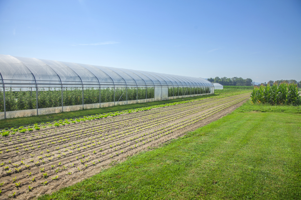 fields-greenhouse.jpg