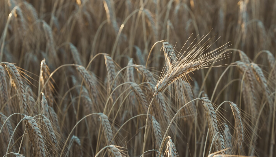 озимые культуры: особенности и значение в сельском хозяйстве озимые культуры: особенности и значение в сельском хозяйстве