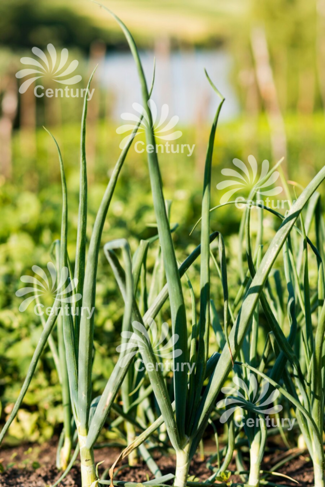 Капельная лента для лука Капельная лента для лука