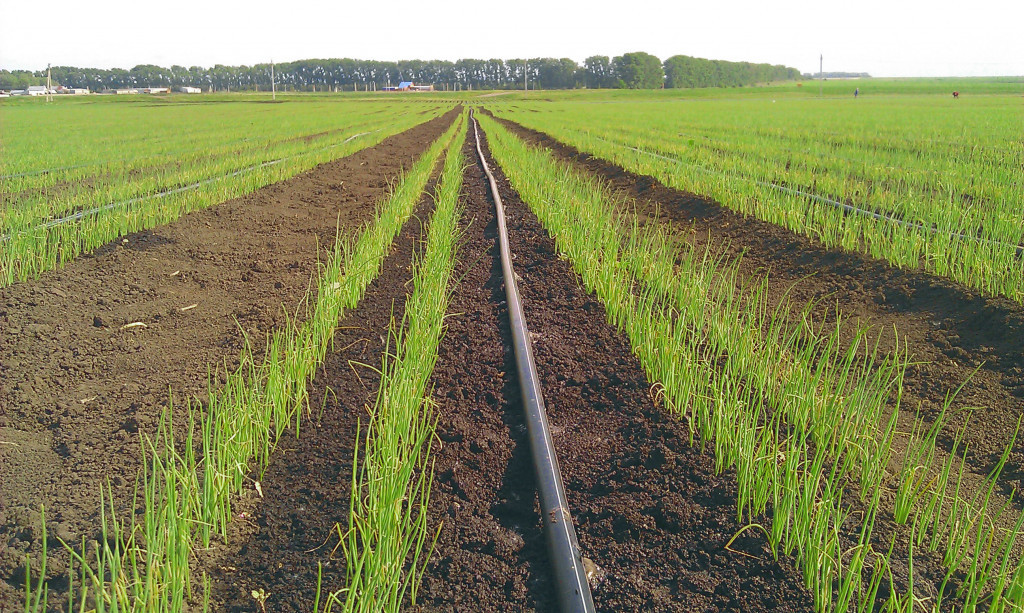 Полив лука в открытом грунте Полив лука в открытом грунте