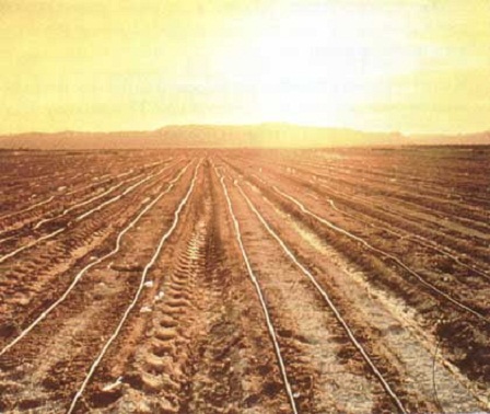 Израиль заставил плодоносить песок на пустом месте Израиль заставил плодоносить песок на пустом месте