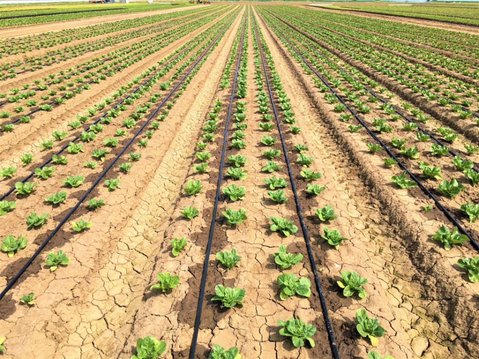 История развития капельного орошения История развития капельного орошения