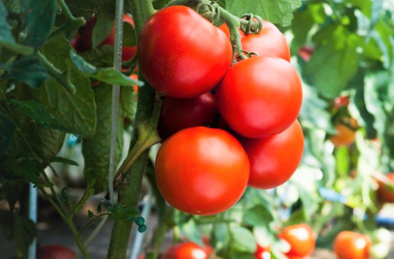 Капельный полив томатов в открытом грунте Капельный полив томатов в открытом грунте