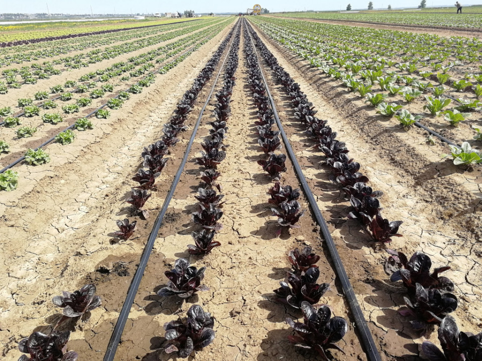 Как сделать капельный полив экономнее Как сделать капельный полив экономнее