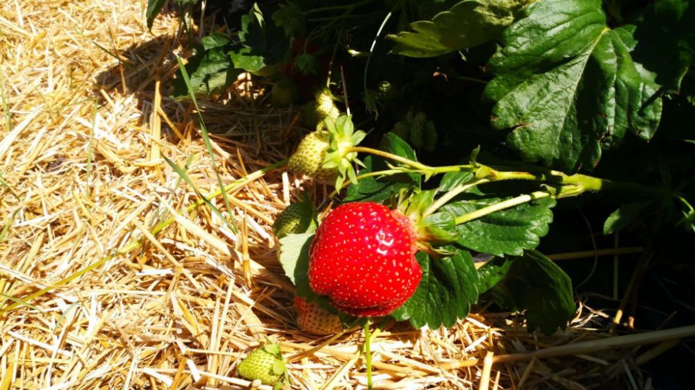 Капельный полив клубники Капельный полив клубники