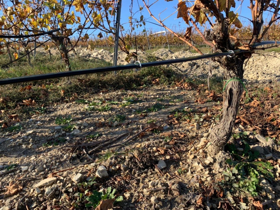 Капельный полив виноградника: нормы, способы и особенности  Капельный полив виноградника: нормы, способы и особенности