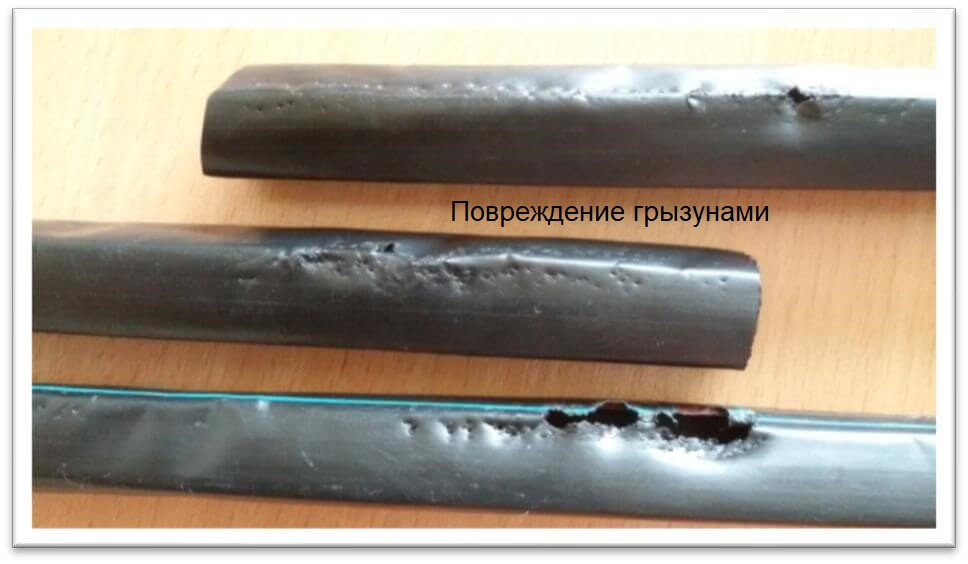 повреждение грызунами.jpg повреждение грызунами.jpg